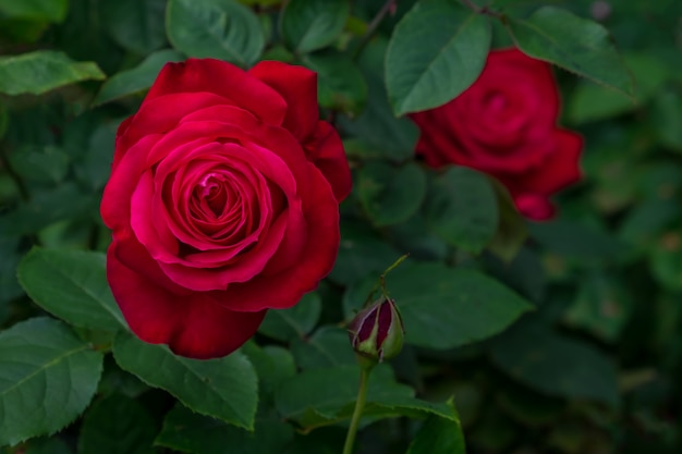 Lindas rosas vermelhas no jardim