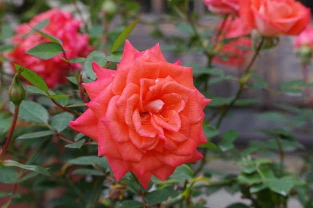 Lindas rosas vermelhas sobre fundo verde