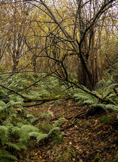 Foto lindas samambaias no fundo da floresta