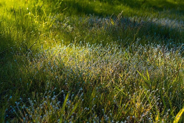 Lindas sombras Amanhecer verde fresco e flores de prado Fundo natural