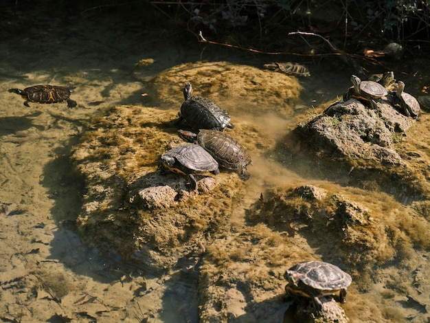 Lindas tortugas en un lago