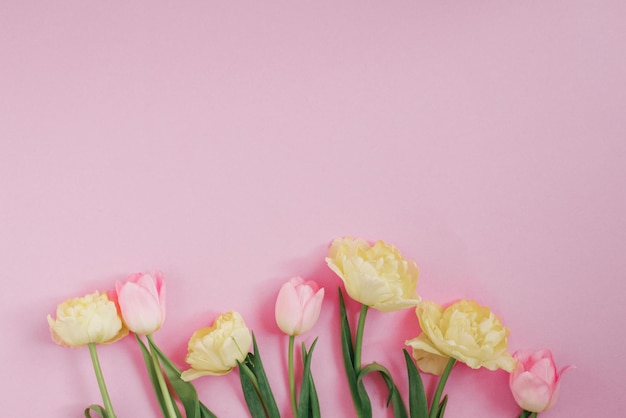 Lindas tulipas amarelas e rosa em um fundo rosa O conceito do Dia da Mulher 8 de março