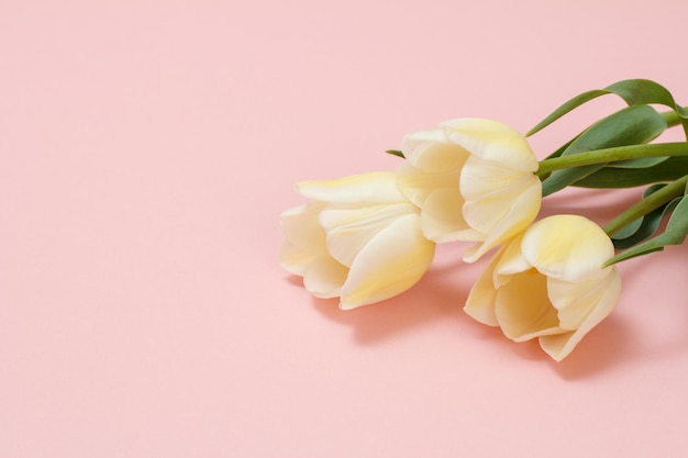 Lindas tulipas amarelas em um fundo rosa Vista superior com espaço de cópia