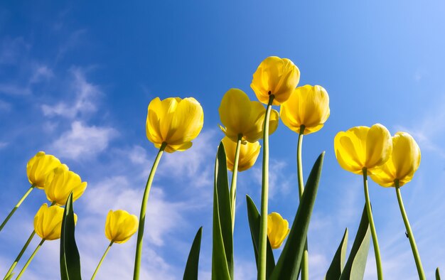 Lindas tulipas amarelas na primavera contra o céu azul com nuvens de fundo floral