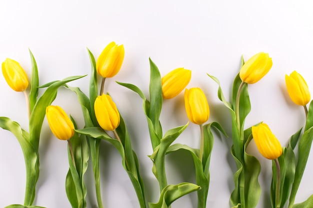 Lindas tulipas amarelas sobre fundo branco plased em linha plana leigos, vista superior, copie o espaço