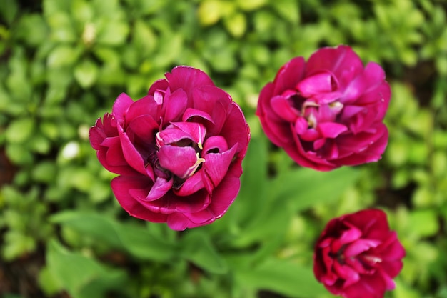 Lindas tulipas ao ar livre
