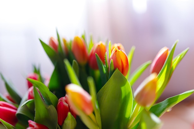 Lindas tulipas bando layout de borda floral para férias de primavera cartão de saudação do dia das mães