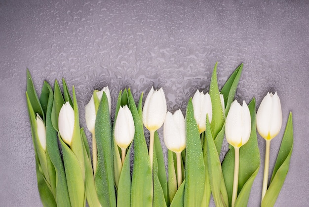 Lindas tulipas brancas com orvalho em um azulejo cinza