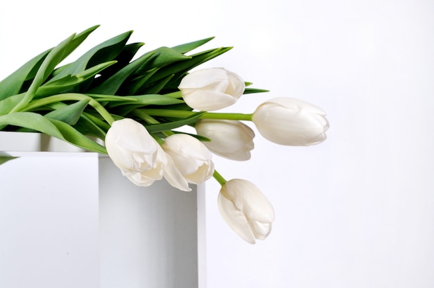 Lindas tulipas brancas em branco