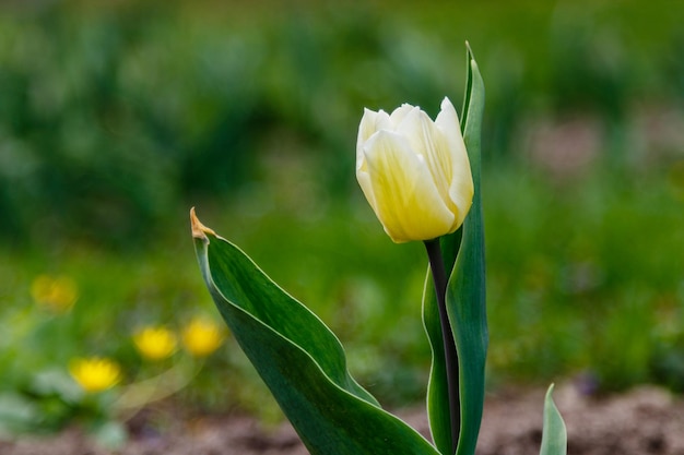 Lindas tulipas brancas em um fundo de grama verde