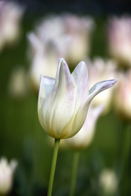 Lindas tulipas brancas na primavera