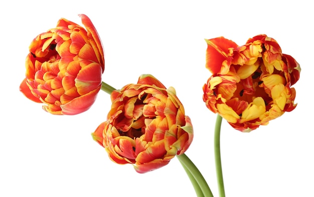 Lindas tulipas brilhantes isoladas em branco