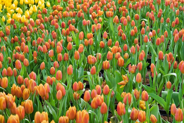 Lindas tulipas coloridas desabrochando no jardim