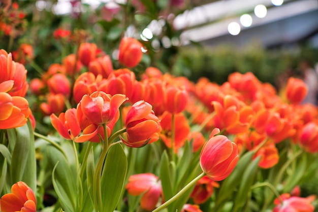 Lindas tulipas coloridas desabrochando no jardim