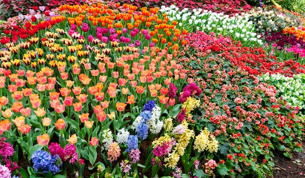 Lindas tulipas coloridas na natureza jardim na primavera
