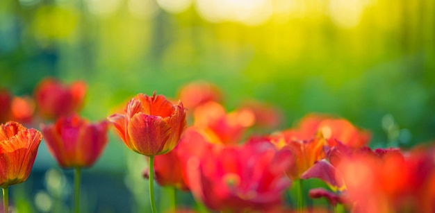 Lindas tulipas coloridas na paisagem de natureza ensolarada de primavera turva. Flores de tulipa florescendo brilhantes