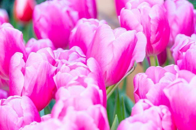 Lindas tulipas cor de rosa com bordas brancas