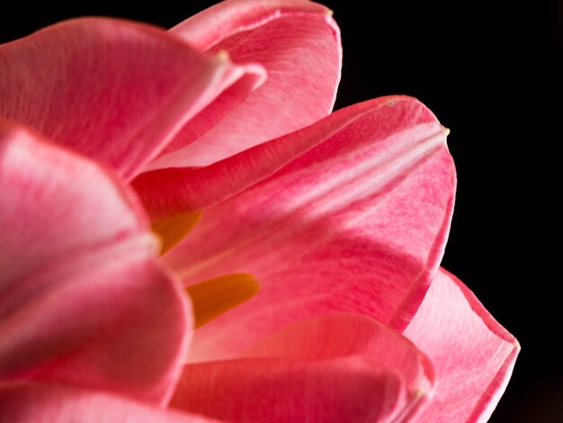 Lindas tulipas cor-de-rosa desfocadas closeup tiro macro conceito de primavera