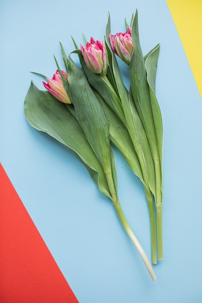 Lindas tulipas cor de rosa em fundos de papel multicolorido com espaço de cópia. primavera, verão, flores, conceito de cor, dia da mulher.