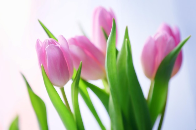 Lindas tulipas cor de rosa na luz de fundo