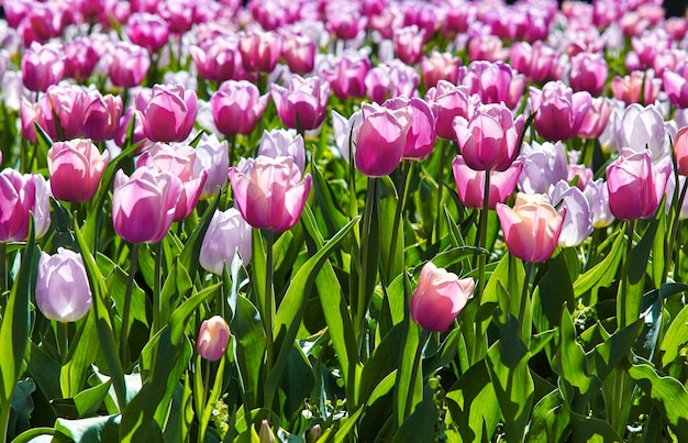 Lindas tulipas cor de rosa na primavera