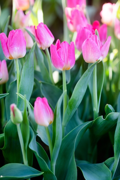 Lindas tulipas cor de rosa na primavera