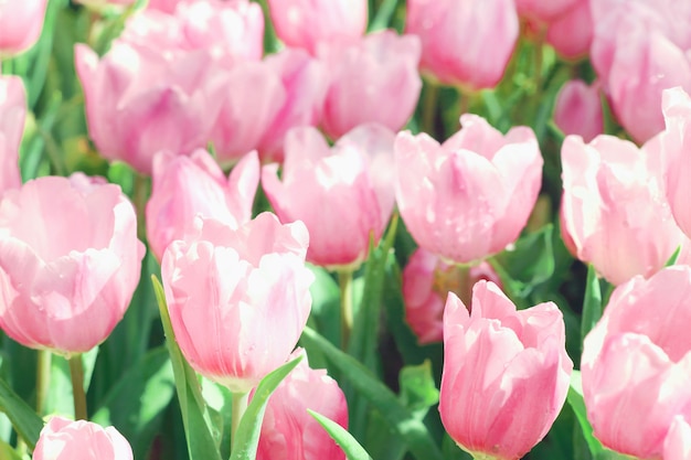 Lindas tulipas cor de rosa no jardim