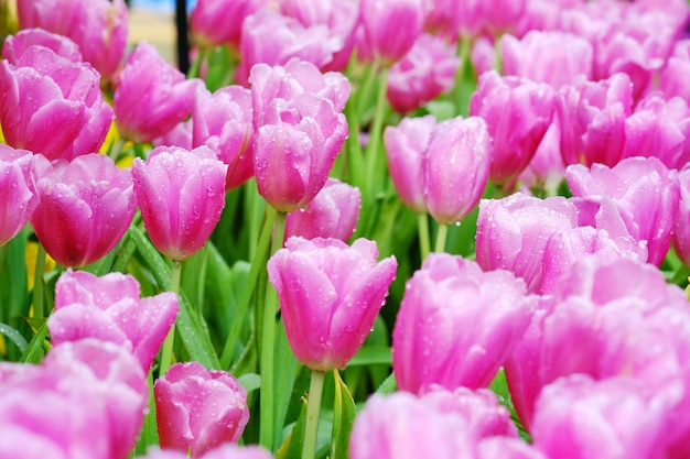 Lindas tulipas cor de rosa no jardim