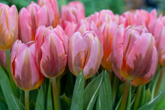 Lindas tulipas cor de rosa.