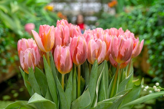 Lindas tulipas cor de rosa.