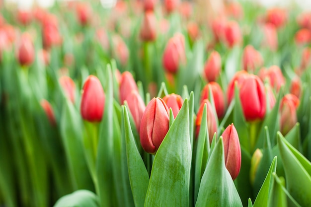 Lindas tulipas cultivadas em estufa