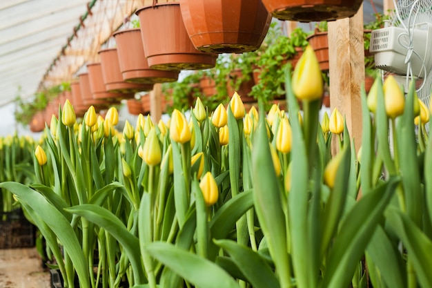 Lindas tulipas cultivadas em estufa