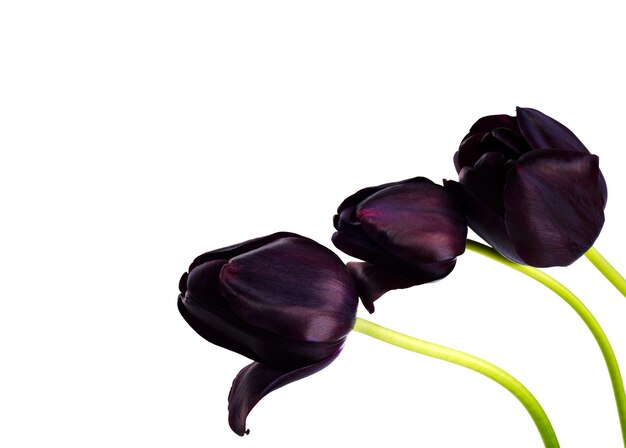 Lindas tulipas da árvore do Príncipe Negro isoladas no fundo branco