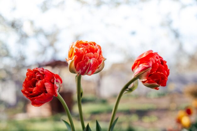 Lindas tulipas de peônia vermelha no jardim primavera