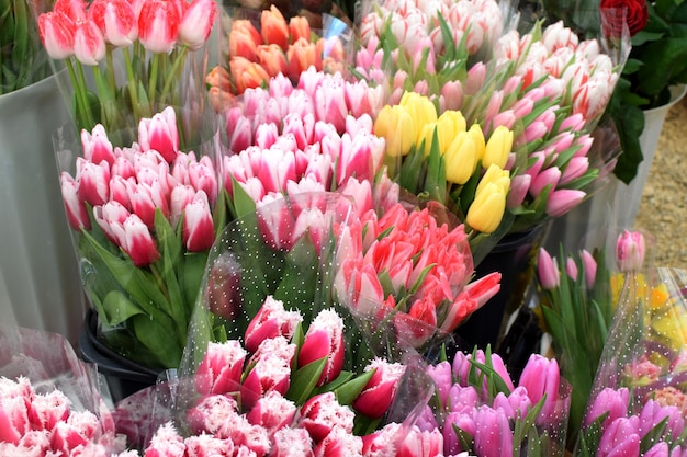 Lindas tulipas de primavera multicoloridas são vendidas no mercado de flores no dia 8 de março