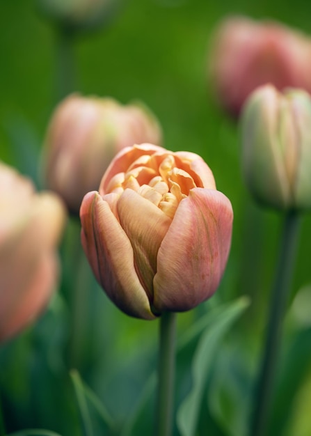 Lindas tulipas duplas de damasco de bronze florescem em um jardim no início da primavera