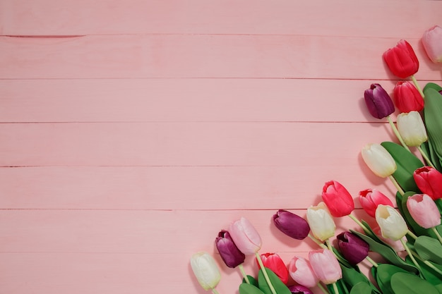 Lindas tulipas em fundo rosa.