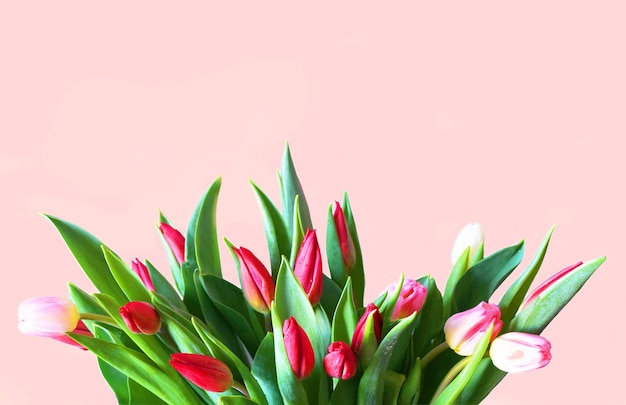 Lindas tulipas em um fundo rosa Cartão de flores de primavera