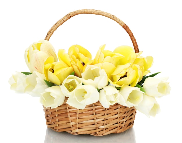 Lindas tulipas em uma cesta isolada no branco