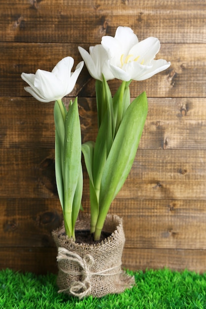 Lindas tulipas em vaso na grama verde, em fundo de madeira