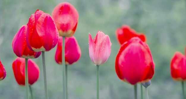 Lindas tulipas flores no jardim primavera