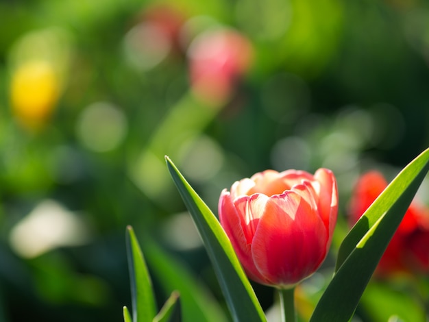 Lindas tulipas florescem no jardim. flores da primavera com espaço de cópia