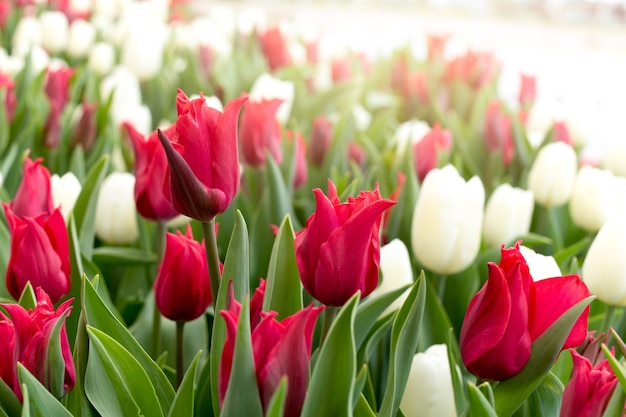 Lindas tulipas florescem no jardim