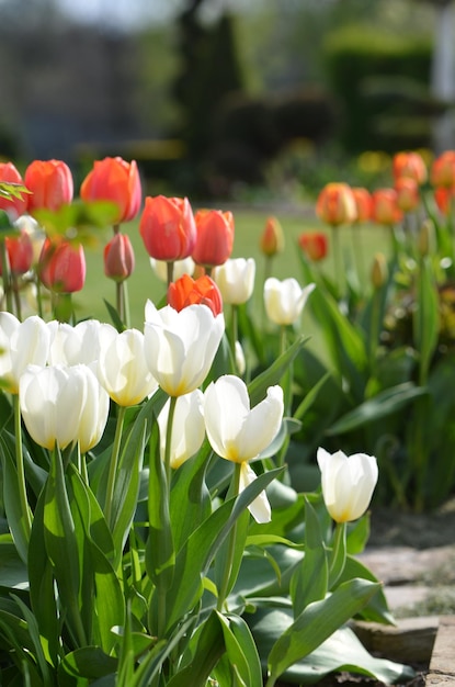 Lindas tulipas florescem no jardim