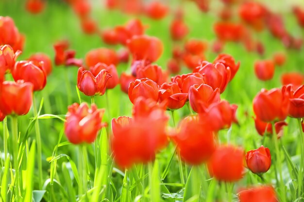 Lindas tulipas florescendo ao ar livre