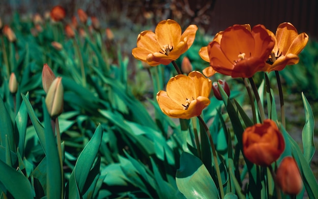 Lindas tulipas florescendo no jardim foco suave seletivo