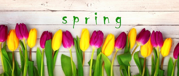 Lindas tulipas fundo de natureza primavera para web banner e design de cartão