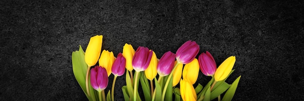 Lindas tulipas fundo de natureza primavera para web banner e design de cartão