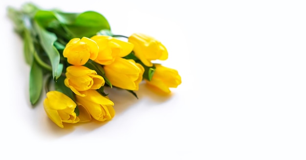Lindas tulipas naturais amarelas em um fundo branco isolado com espaço de cópia para texto Spring flatlay layout view de cima