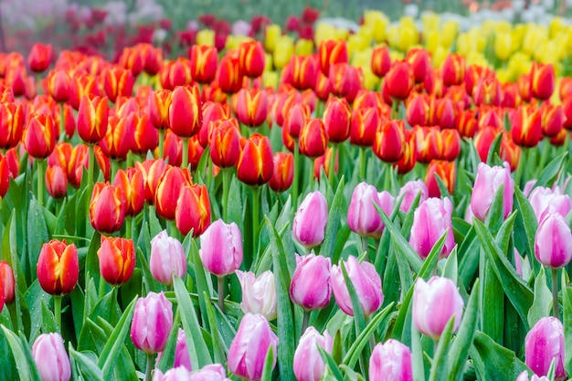 Lindas tulipas no jardim